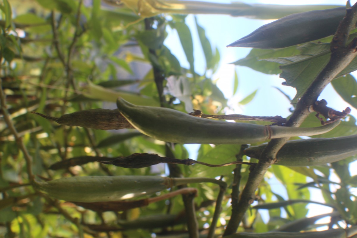 Brugmansia suaveolens (Humb. & Bonpl. ex Willd.) Sweet